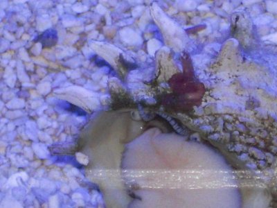 Red Thing on Snail.jpg