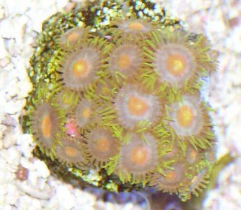 zoa1.jpg