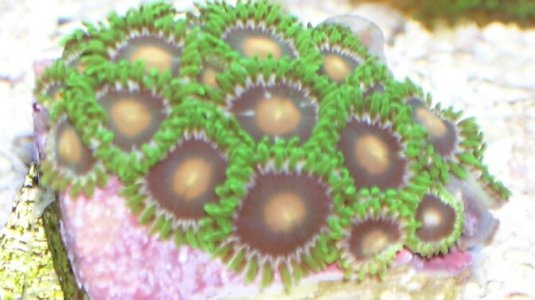 zoa3.jpg