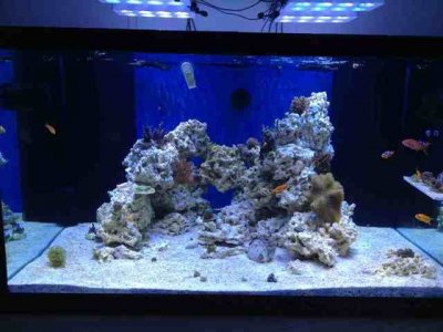 ImageUploadedByTapatalk1368240958.603564.jpg ImageUploadedByTapatalk1368240958.603564.jpg