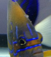 ImageUploadedByTapatalk 21368246220.372973.jpg