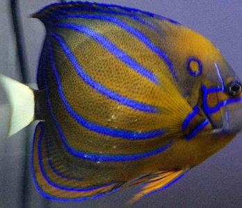 ImageUploadedByTapatalk 21368289941.384480.jpg