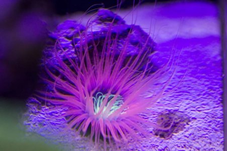 Tube Anemone.jpg