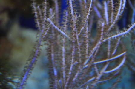 rc gorgonian.jpg