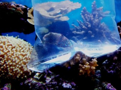 Leopard Jewel Wrass 2.jpg