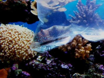 Leopard jewel Wrass 1.jpg