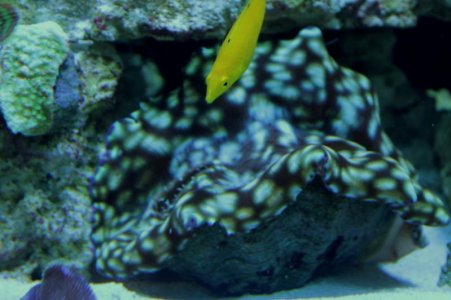 Clam 051113b.jpg