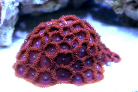 Purple Zoas 051113b.jpg