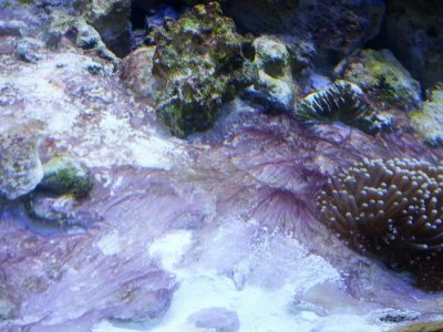 Coraline or Cyano? | Reef Central Online Community