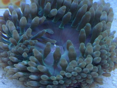 Anemone_02.jpg