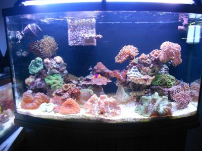 lps (3).jpg