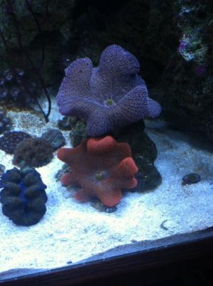 moms  camera 004.jpg