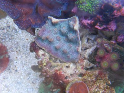 zoa.jpg