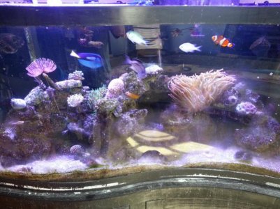 latest fish tank shot resized.jpg