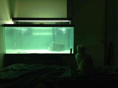 ImageUploadedByTapatalk1368596041.735449.jpg