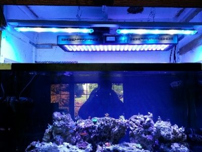 reeftank2small.jpg
