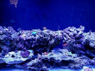 reeftank1small.jpg