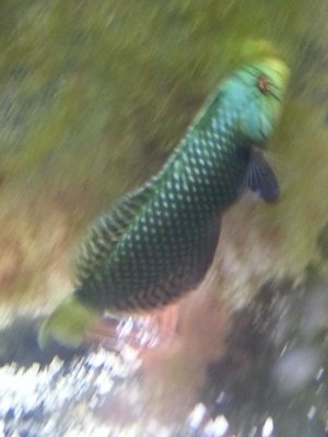 dragon.jpg dragon.jpg