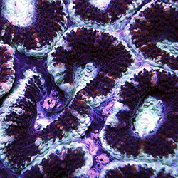 Dark lighterN4223-1_edited-1.gif