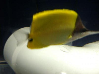 longnose video 055.jpg