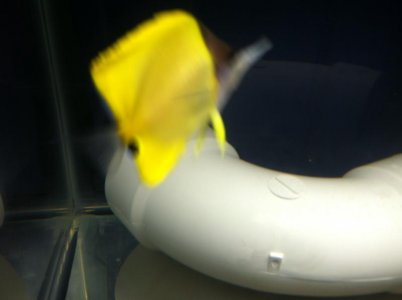 longnose video 056.jpg