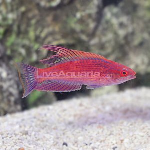 Royal - Blue Flasher Hybrid Cebu LA DD ($80) Purchased 04_26_13.jpg