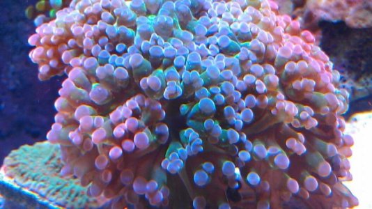 frogspawn spots.jpg
