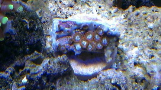Zoas.jpg
