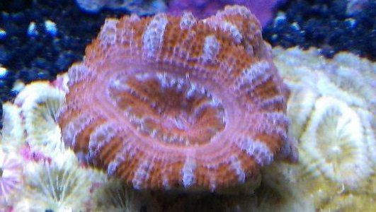 acan 1.jpg