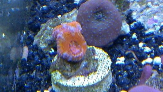 acan 2.jpg