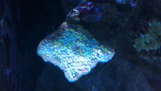 IMAG0207.jpg