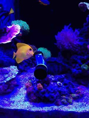 ImageUploadedByTapatalk 21367372167.477260.jpg