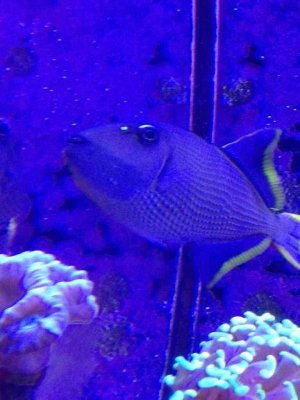 ImageUploadedByTapatalk1367375392.458454.jpg ImageUploadedByTapatalk1367375392.458454.jpg