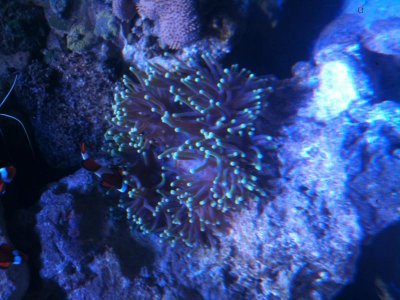 Ritteri anemone 001.jpg