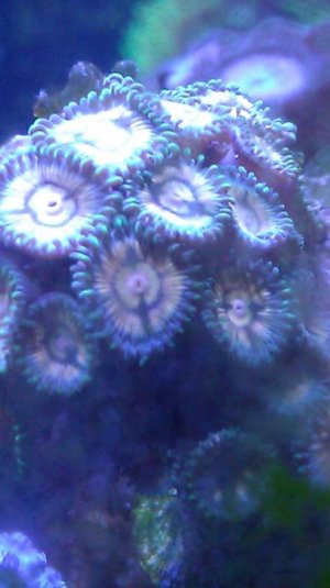Zoa 1.jpg