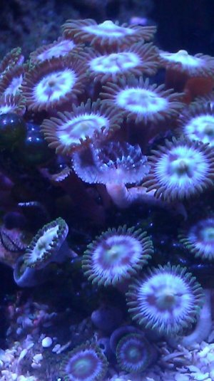 Zoa 2.jpg