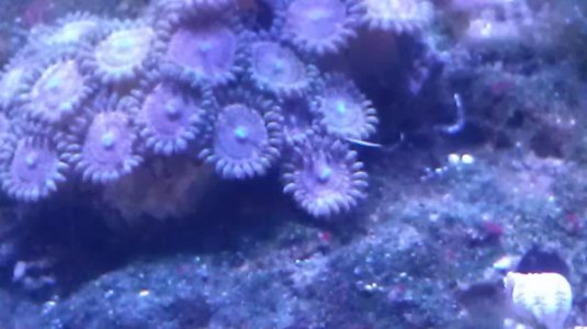 Zoa 3.jpg