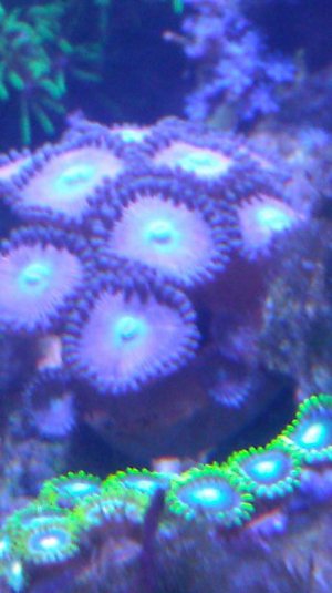 Zoa 4.jpg