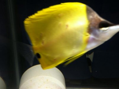 sores on fish 001.jpg