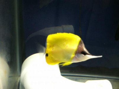 sores on fish 002.jpg