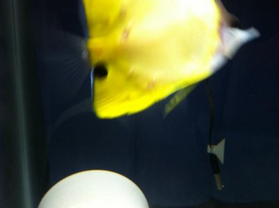 sores on fish 003.jpg