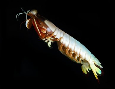 O japonicus male swimming May 20 2013a med.jpg