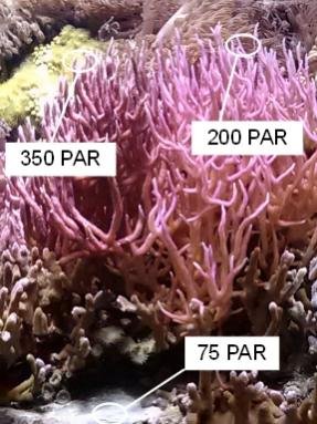 Two Tone Birdsnest PAR.jpg