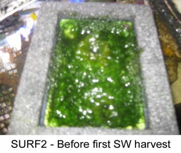 surf2-before-first-harvest.jpg