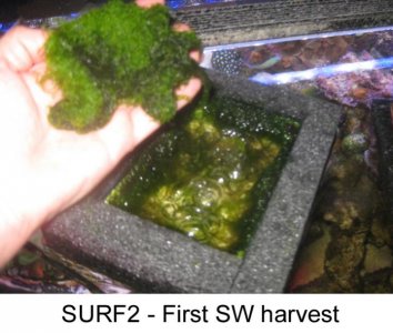 surf2-first-harvest.jpg