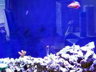 reef20130522-001 (2).jpg