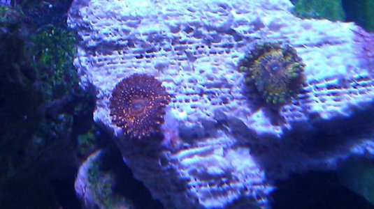 IMAG0953.jpg