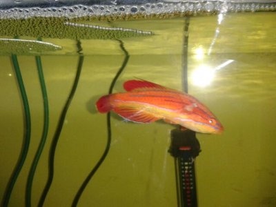 Red Tail Flasher 1.jpg