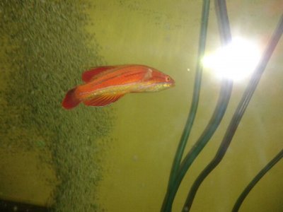 Red Tail Flasher 2.jpg