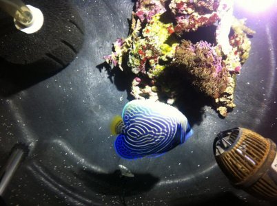 Imp juv changing Redsea 5-15-13.jpg